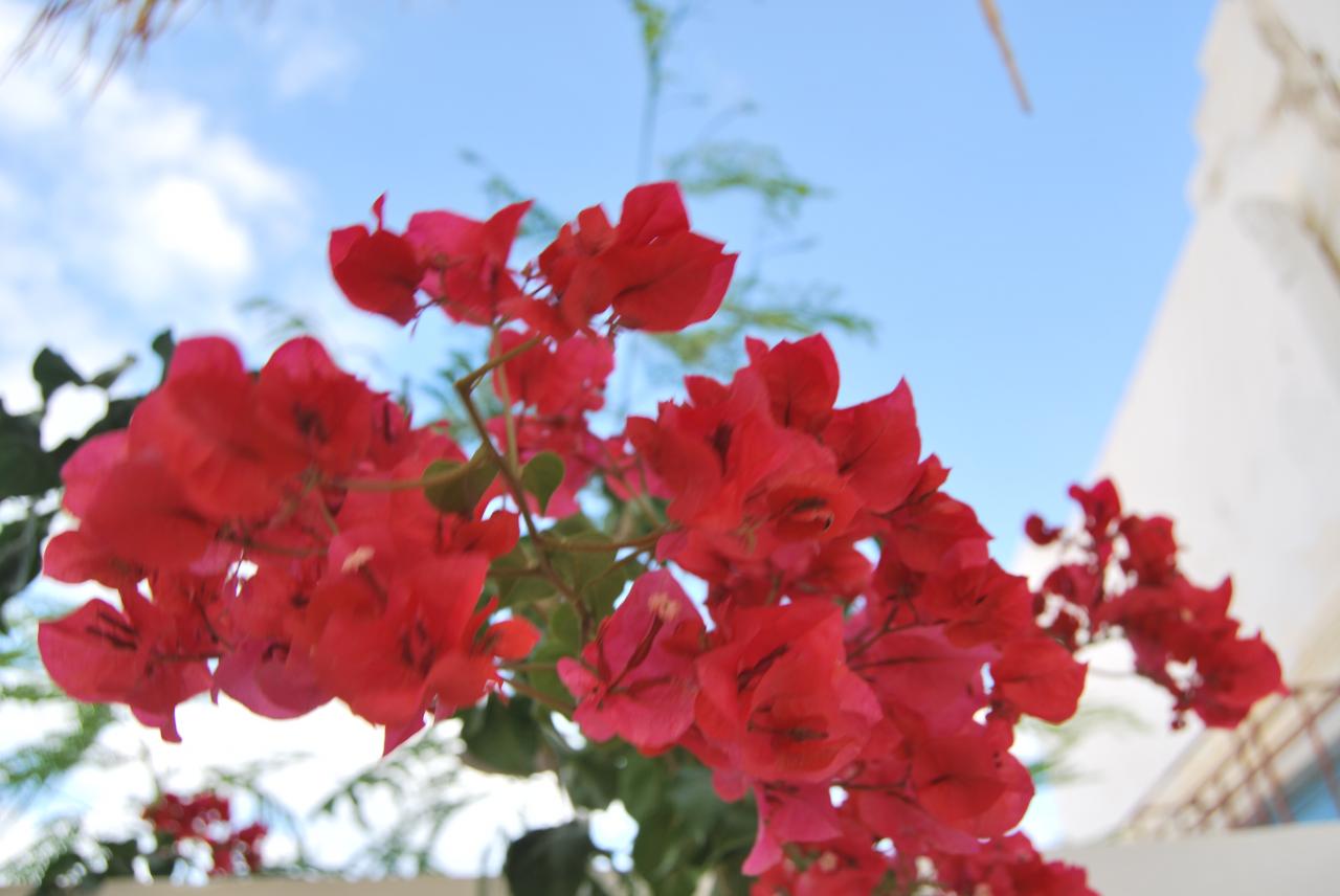 bougainvillée jardin khawa