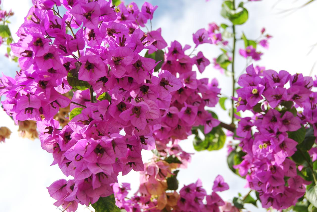 bougainvillée jardin khawa