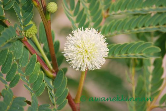 fleur de mimosa