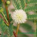 fleur de mimosa