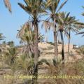 entre la plage et la villa , la campagne de Midoun