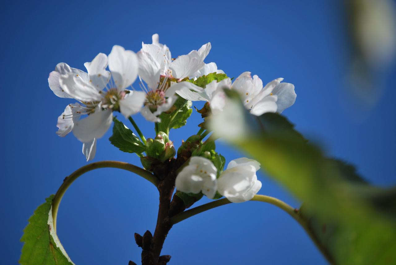 le printemps